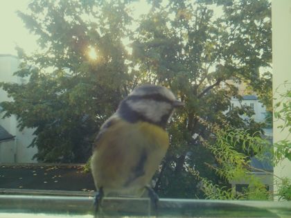 Mésange bleue