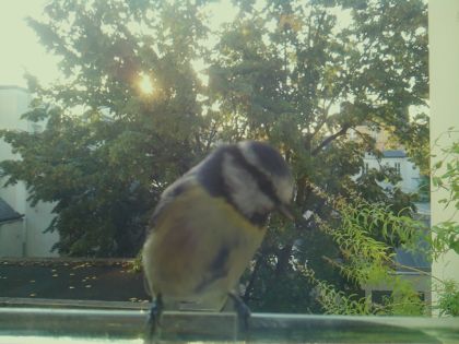 Mésange bleue