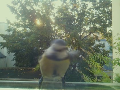 Mésange bleue
