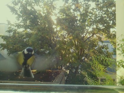 Mésange charbonnière