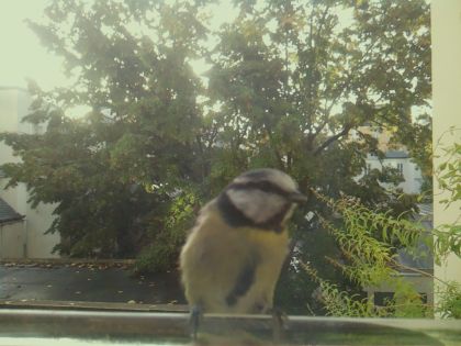 Mésange bleue