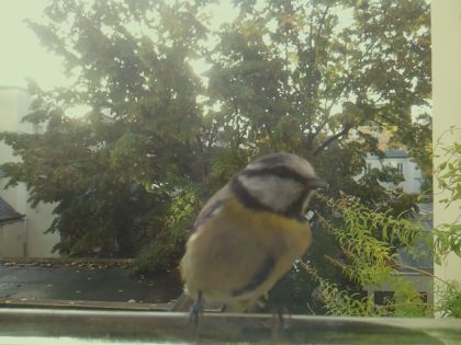 Mésange bleue