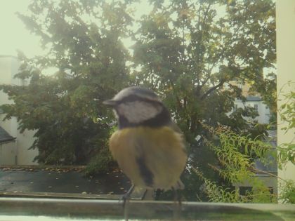 Mésange bleue