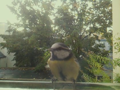 Mésange bleue