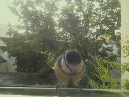 Mésange bleue