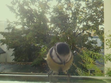 Mésange bleue