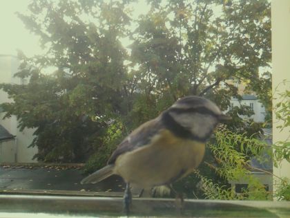 Mésange bleue