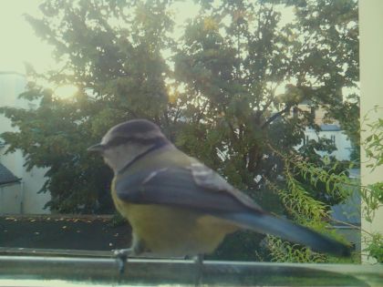 Mésange bleue