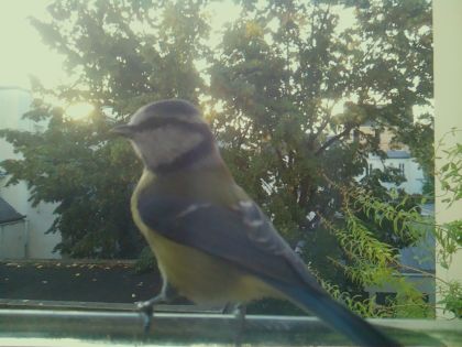 Mésange bleue