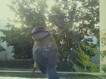 Mésange bleue
