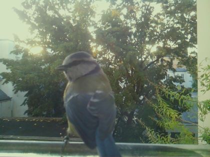 Mésange bleue