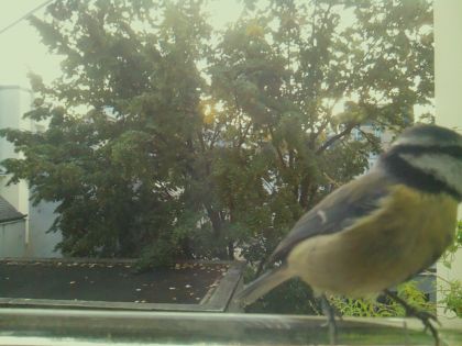 Mésange bleue