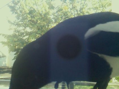 Pie bavarde