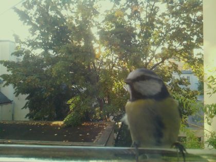 Mésange bleue