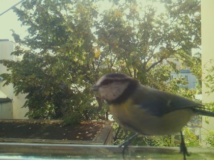 BIRD
