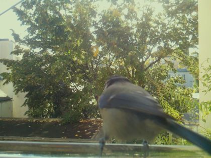 BIRD