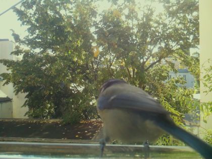 BIRD