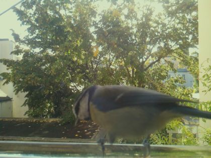 BIRD