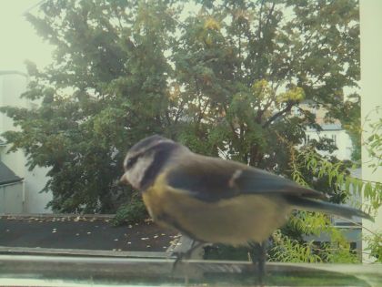 Mésange bleue