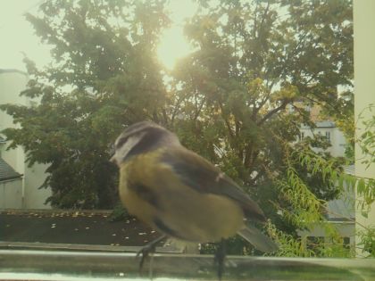 Mésange bleue