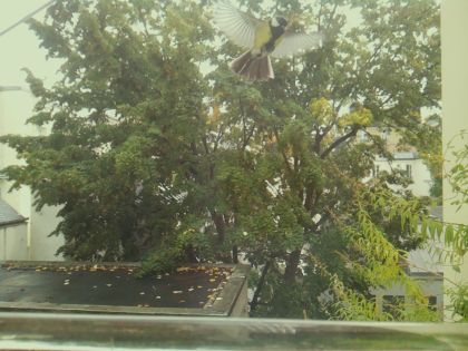 BIRD