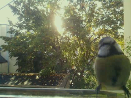 Mésange bleue