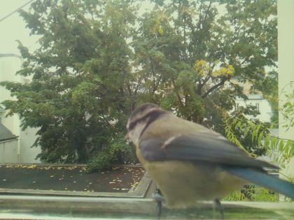 Mésange bleue