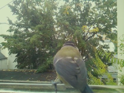 BIRD