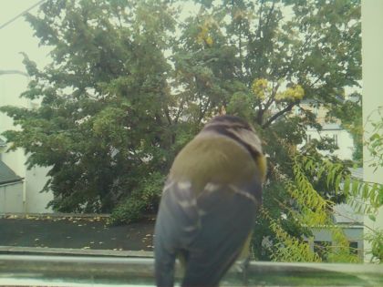 BIRD