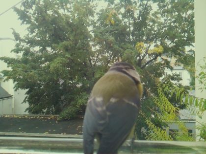 BIRD