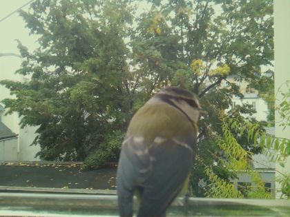 BIRD
