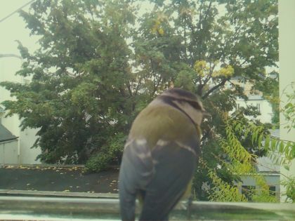 BIRD