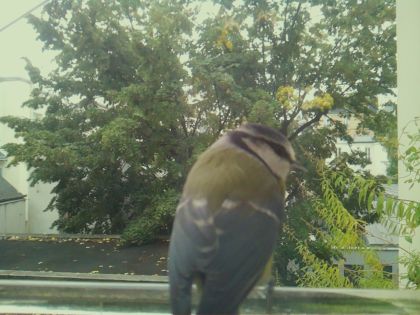 BIRD