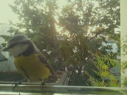 Mésange bleue