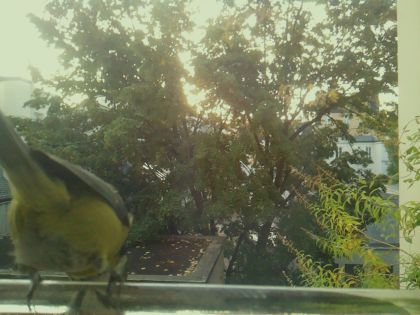 BIRD