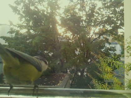 BIRD