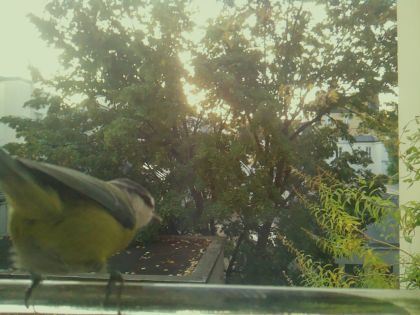 BIRD