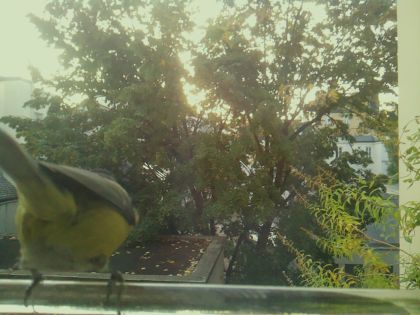 BIRD