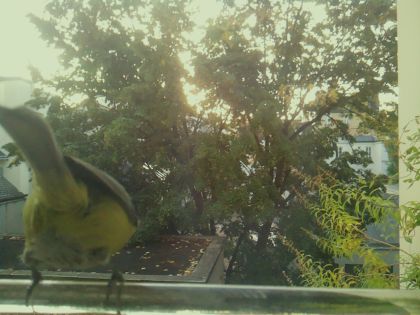 BIRD