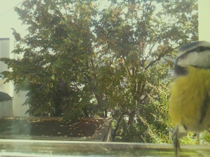 Mésange bleue