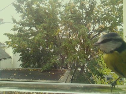 Mésange bleue