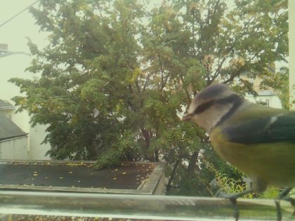 Mésange bleue