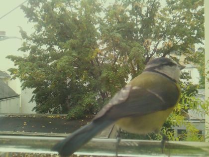 Bouvreuil pivoine