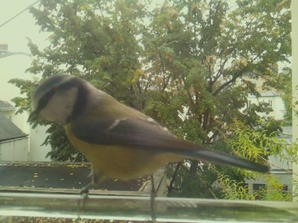 BIRD
