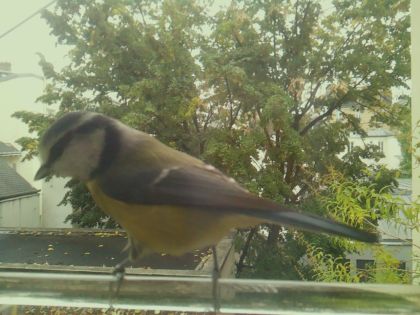 BIRD