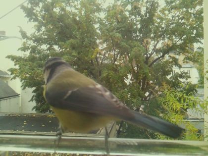 BIRD
