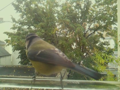 BIRD