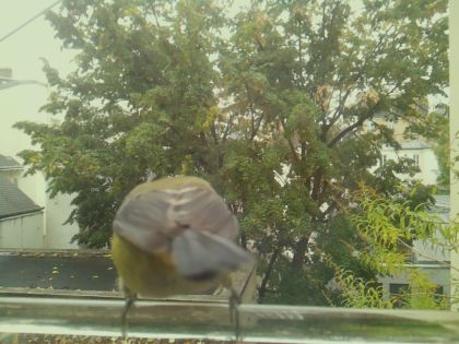 BIRD