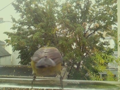 BIRD