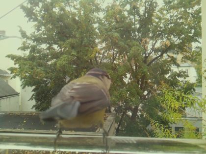 BIRD